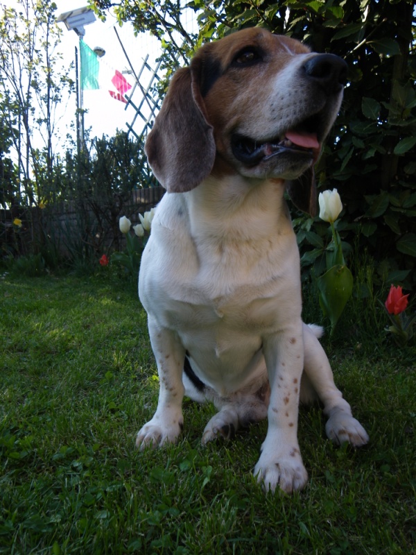 IMGP2035.JPG (600x800, 219kB)