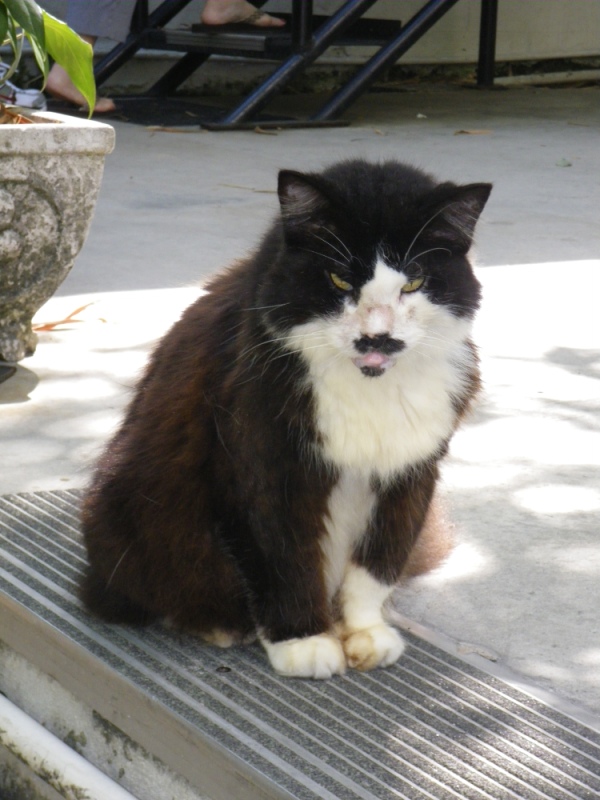 imgp1104.jpg (600x800, 167kB)