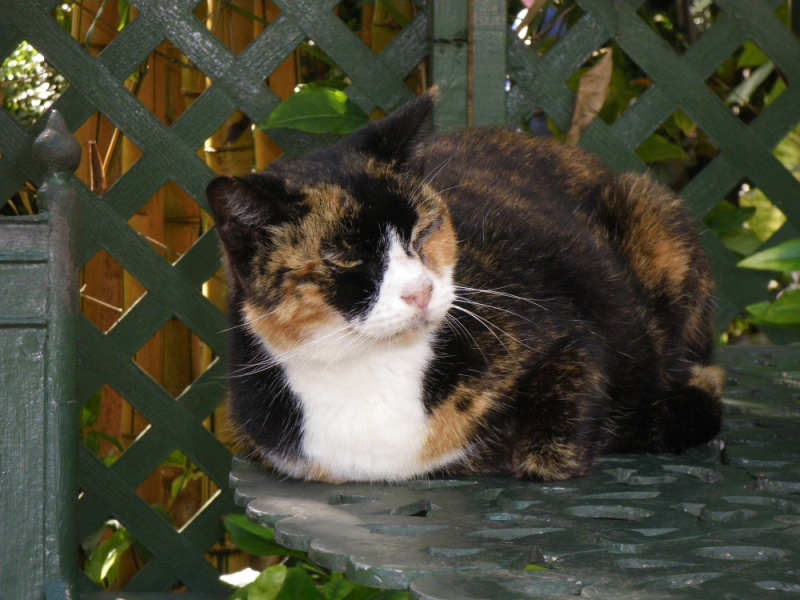 imgp1105.jpg (800x600, 173kB)